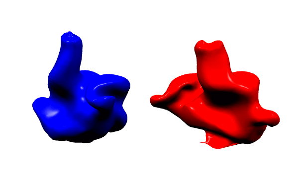 Cotral 기술자가 찍은 귀의 3D 결과